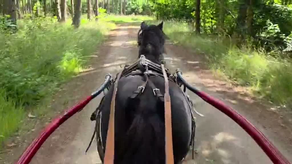 Allround hästar till salu: Körning, ridning eller avel.  - Video 5