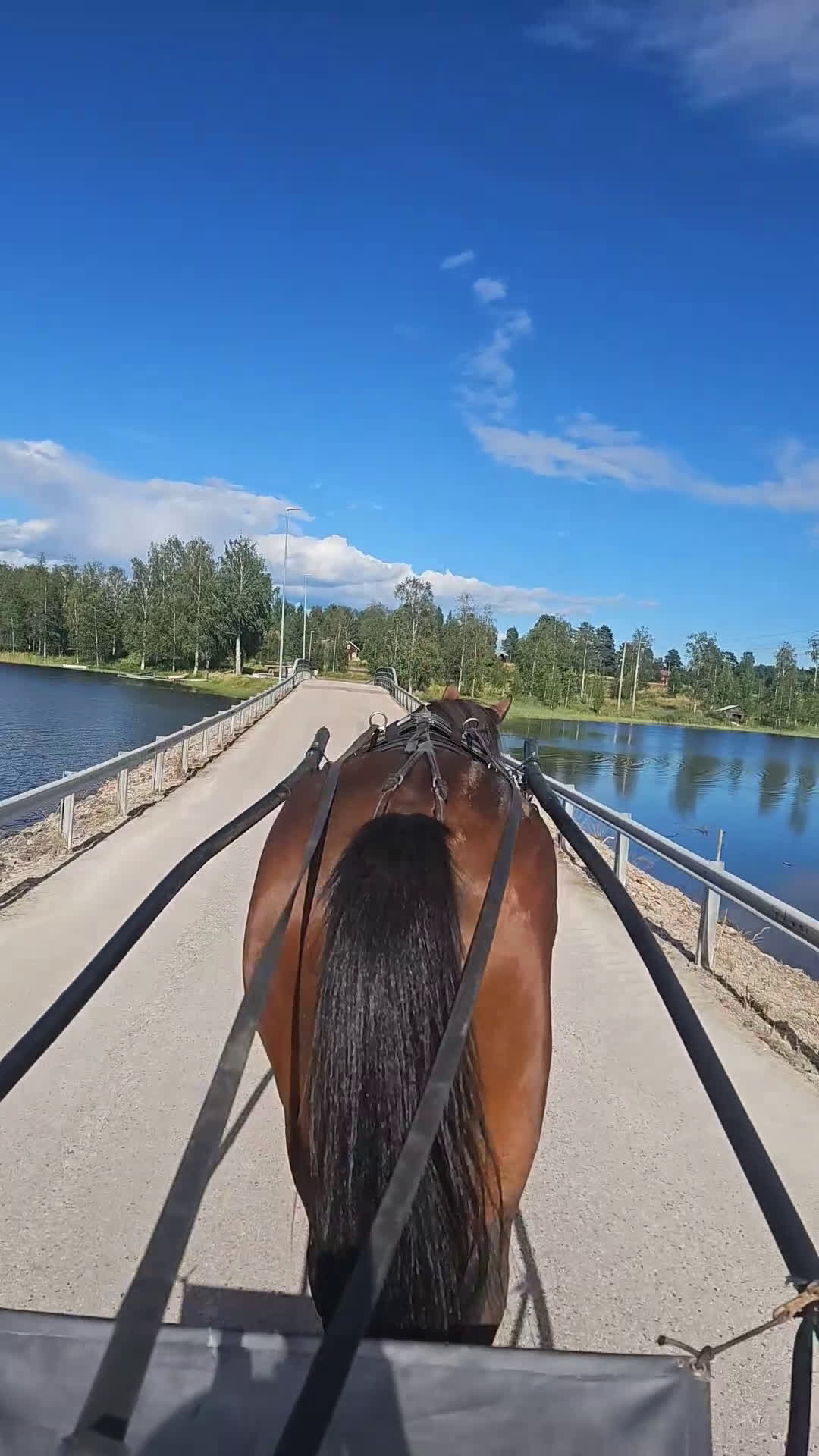 Övrigt hästar till salu: Skogsmulle/fölsto i Furudal - Video 2