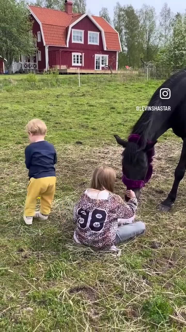  foderhäst finnes: Dressyrsto foder/köp - Video 4