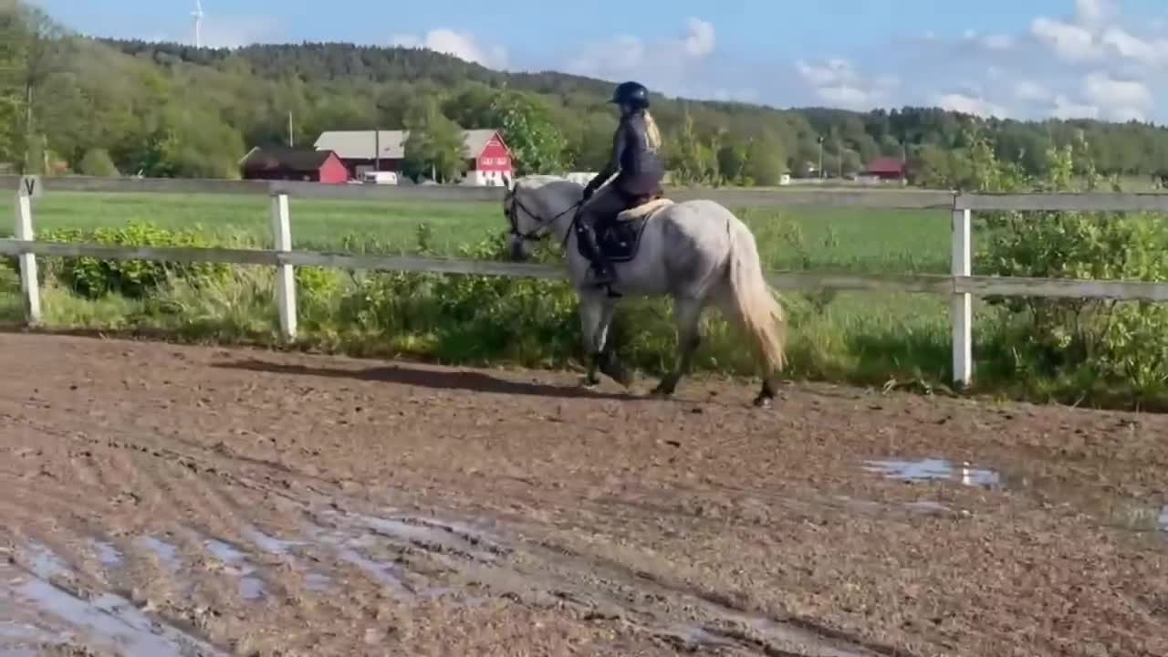 Hoppning hästar till salu: Ungponny SM 2026  - Video 2