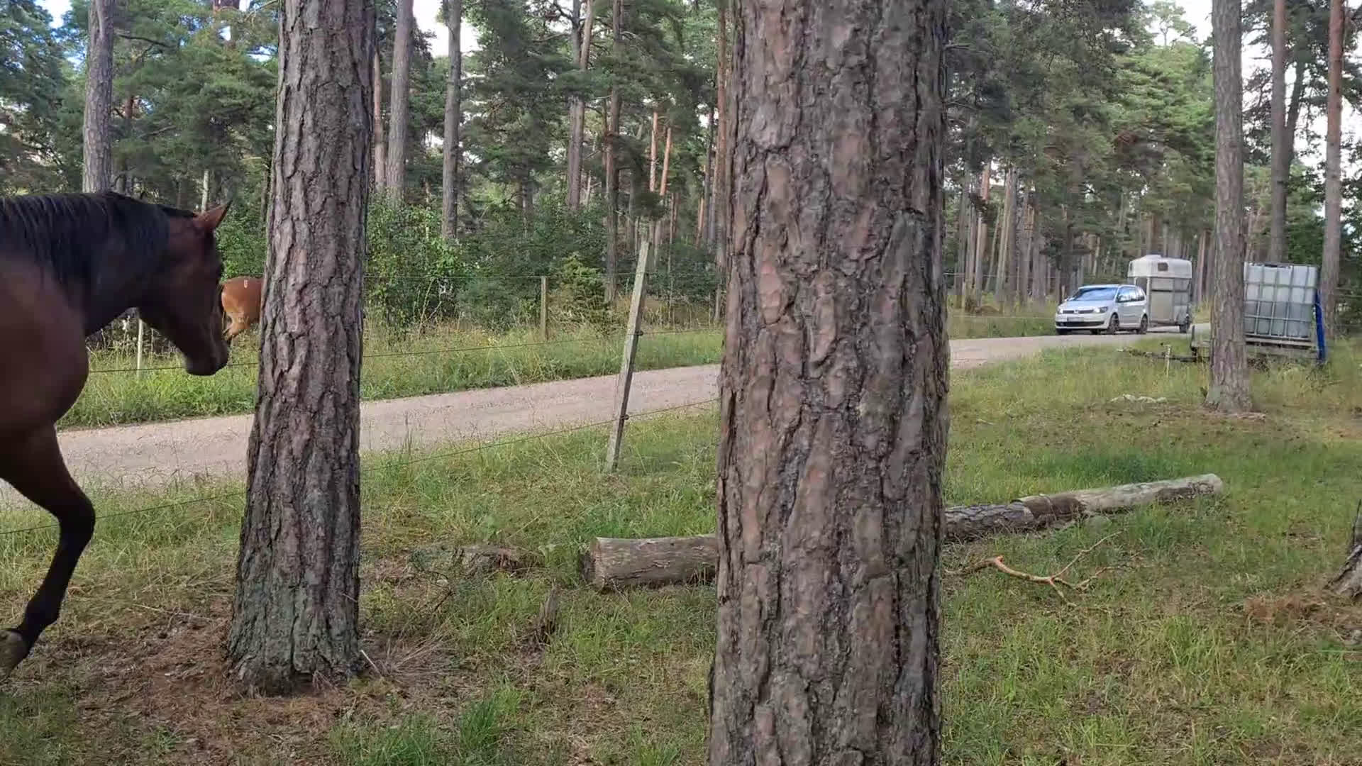 Working Equitation hästar till salu: PRE korsning Framtida bästa vännen. i Havdhem - Video 1