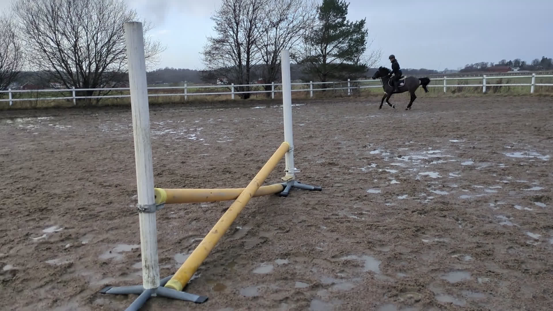 Hoppning hästar till salu: En på miljonen  i Fjärås - Video 2