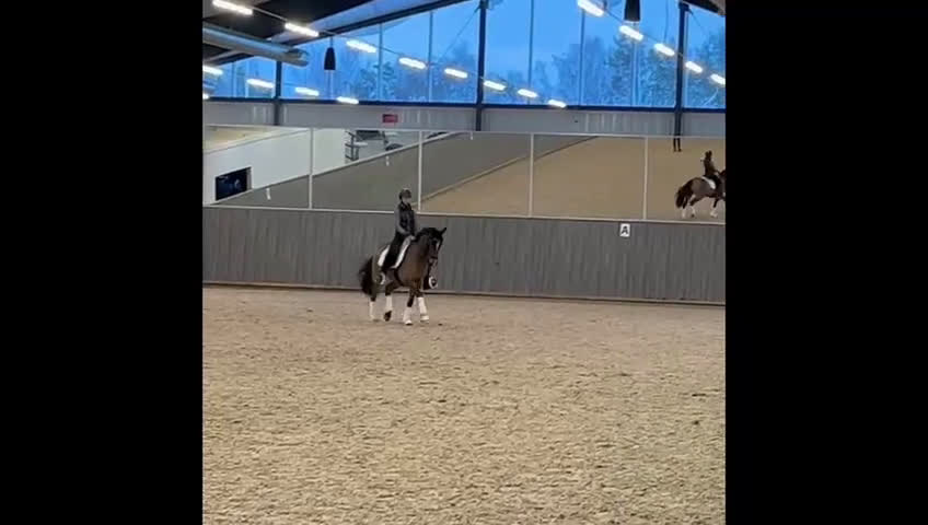 Dressyr hästar till salu: FEI ponny - läromästare med härlig energi - Video 3