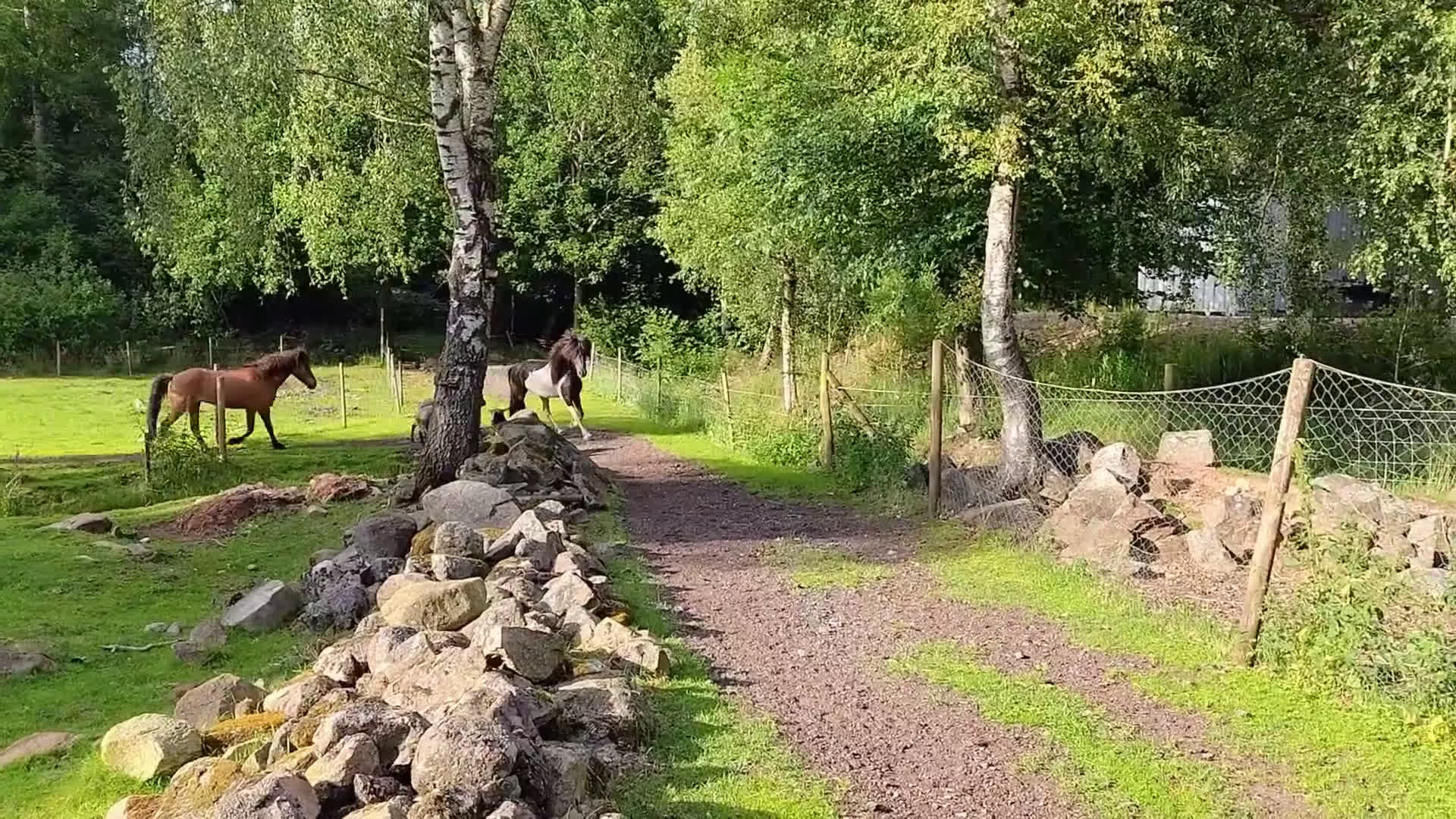 Island hästar till salu: Vacker valack till salu - Video 1