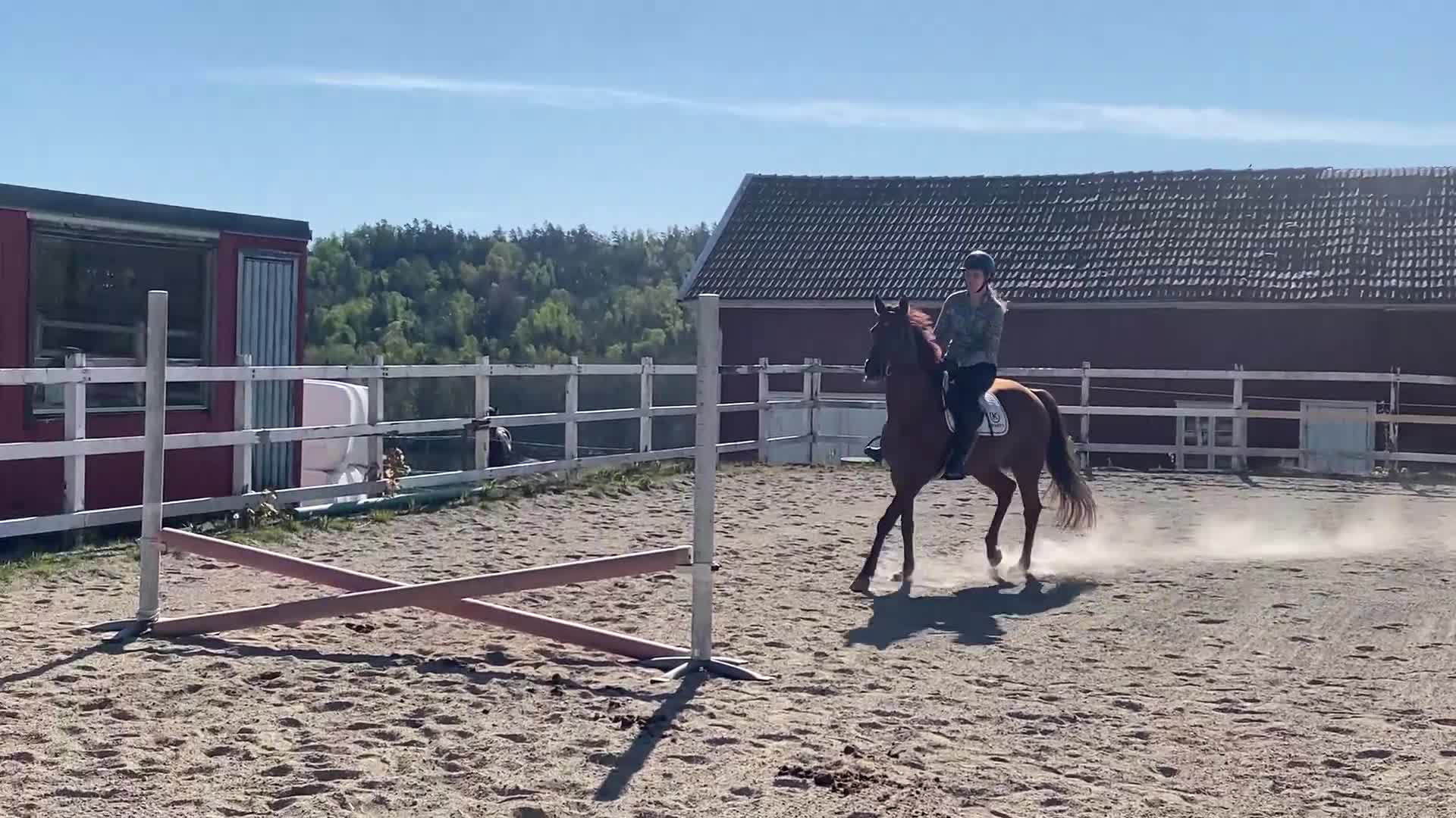 Allround hästar till salu: Vackert och vänligt sto i Trollhättan - Video 1