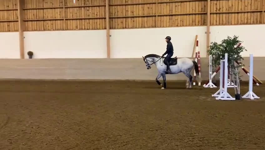 Dressyr hästar till salu: Snygg och trevlig valack med potential i Onsala - Video 2