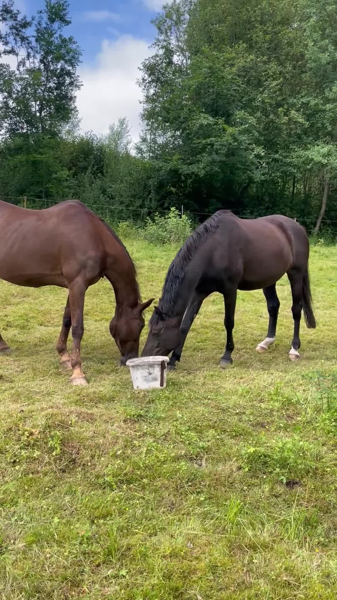 Sällskap hästar till salu: Två äldre ston - Video 1