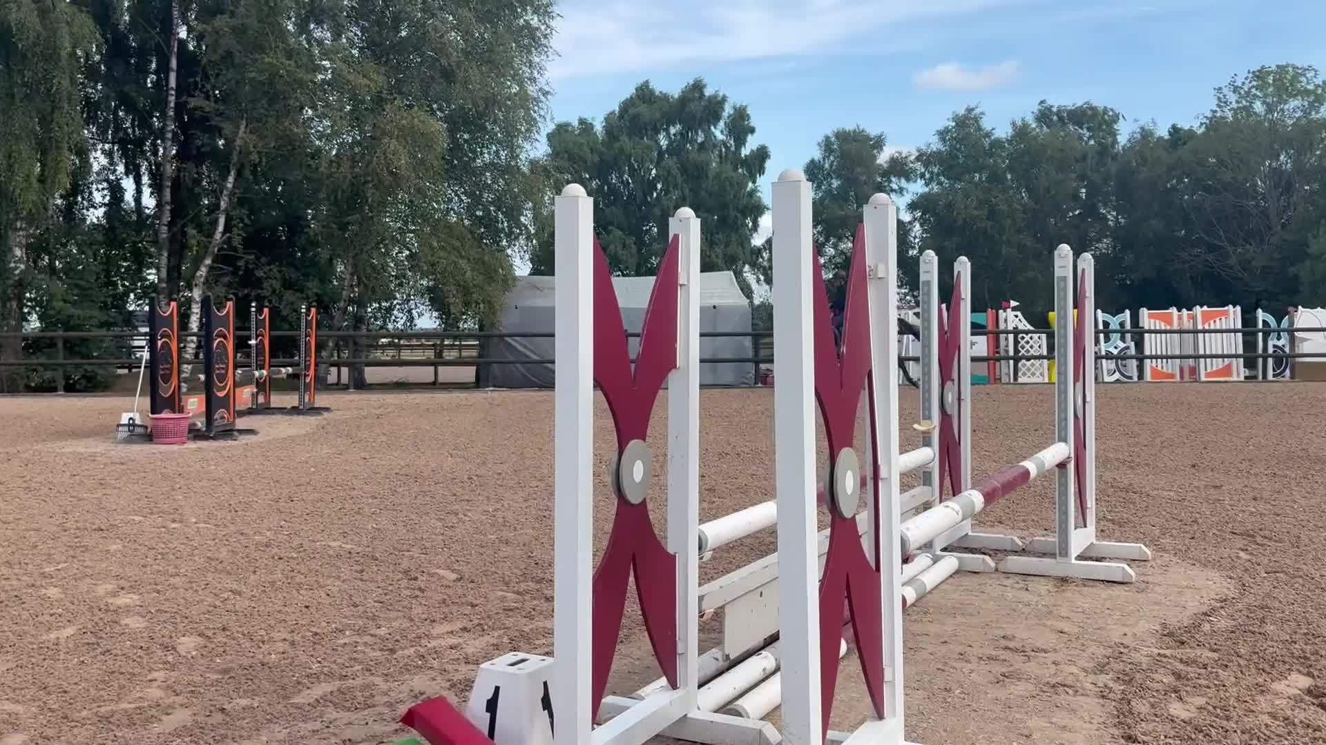 Hoppning hästar till salu: Snäll okomplicerad 5-åring - Video 2
