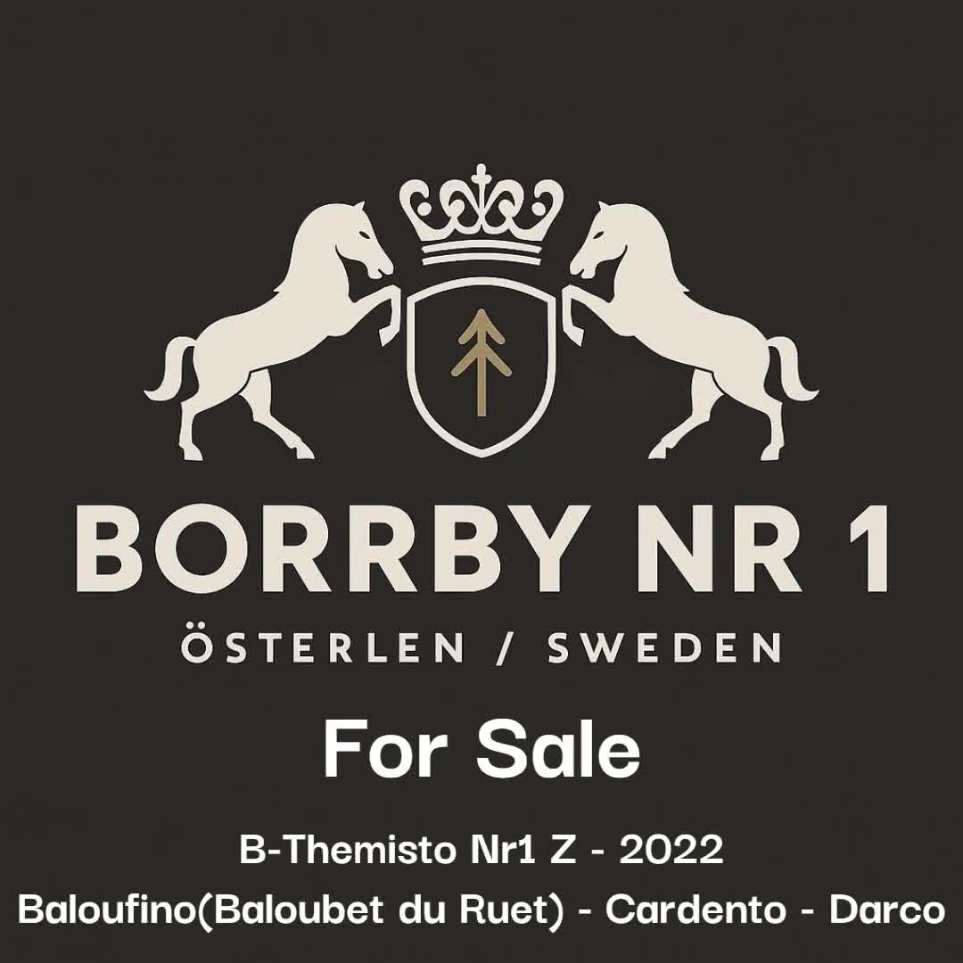 Hoppning hästar till salu: Lovande 4 åring  i Borrby - Video 1