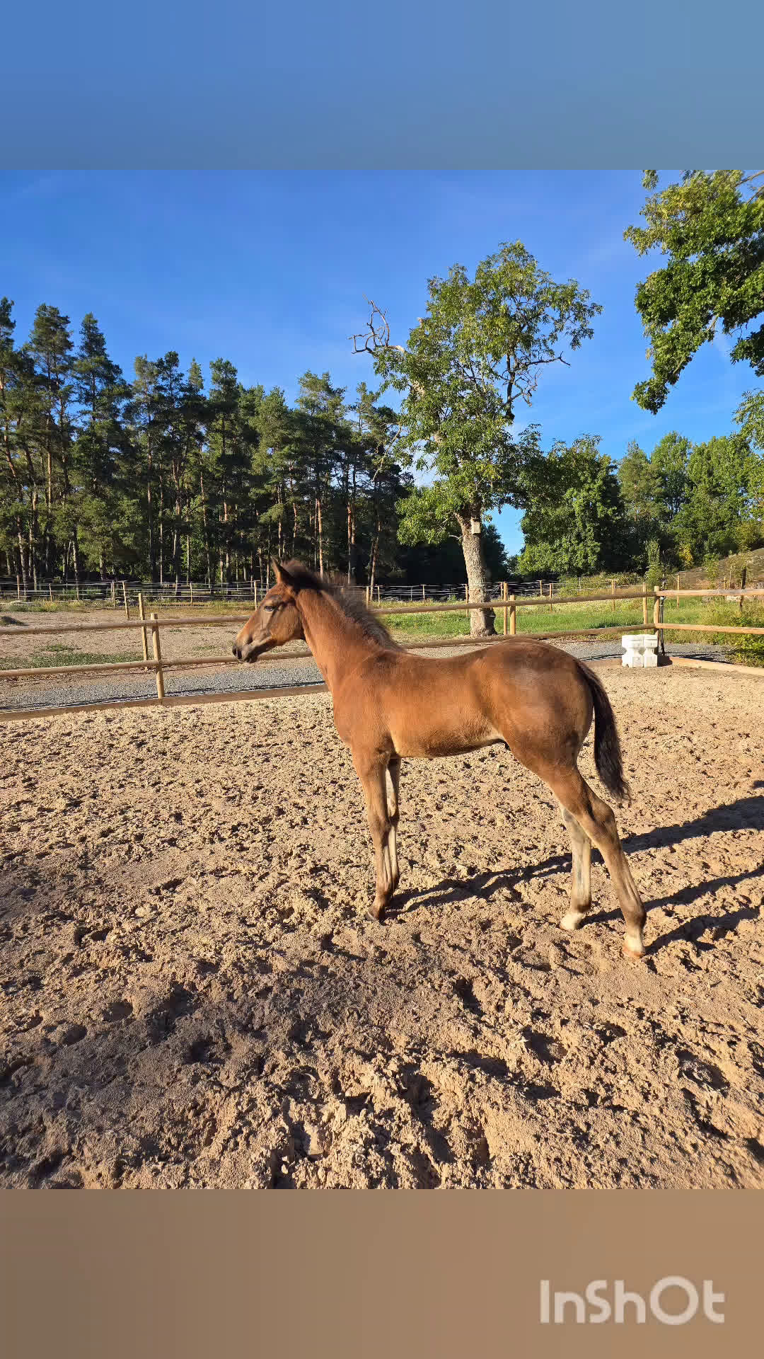 Hoppning hästar till salu: Kraftfull hingst med bra stam! i Karlshamn - Video 1