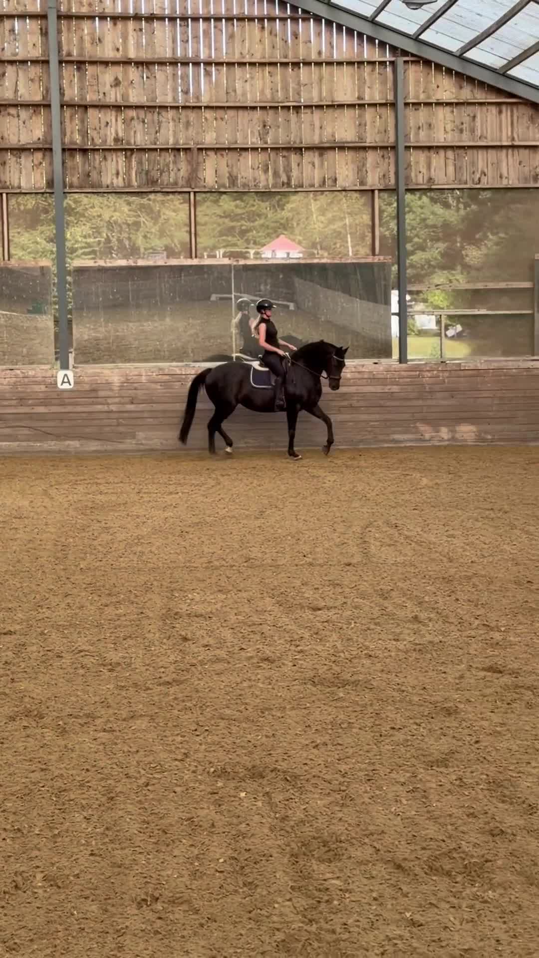 Dressyr hästar till salu: Maffigt sto med utstrålning!  i Frillesås - Video 1