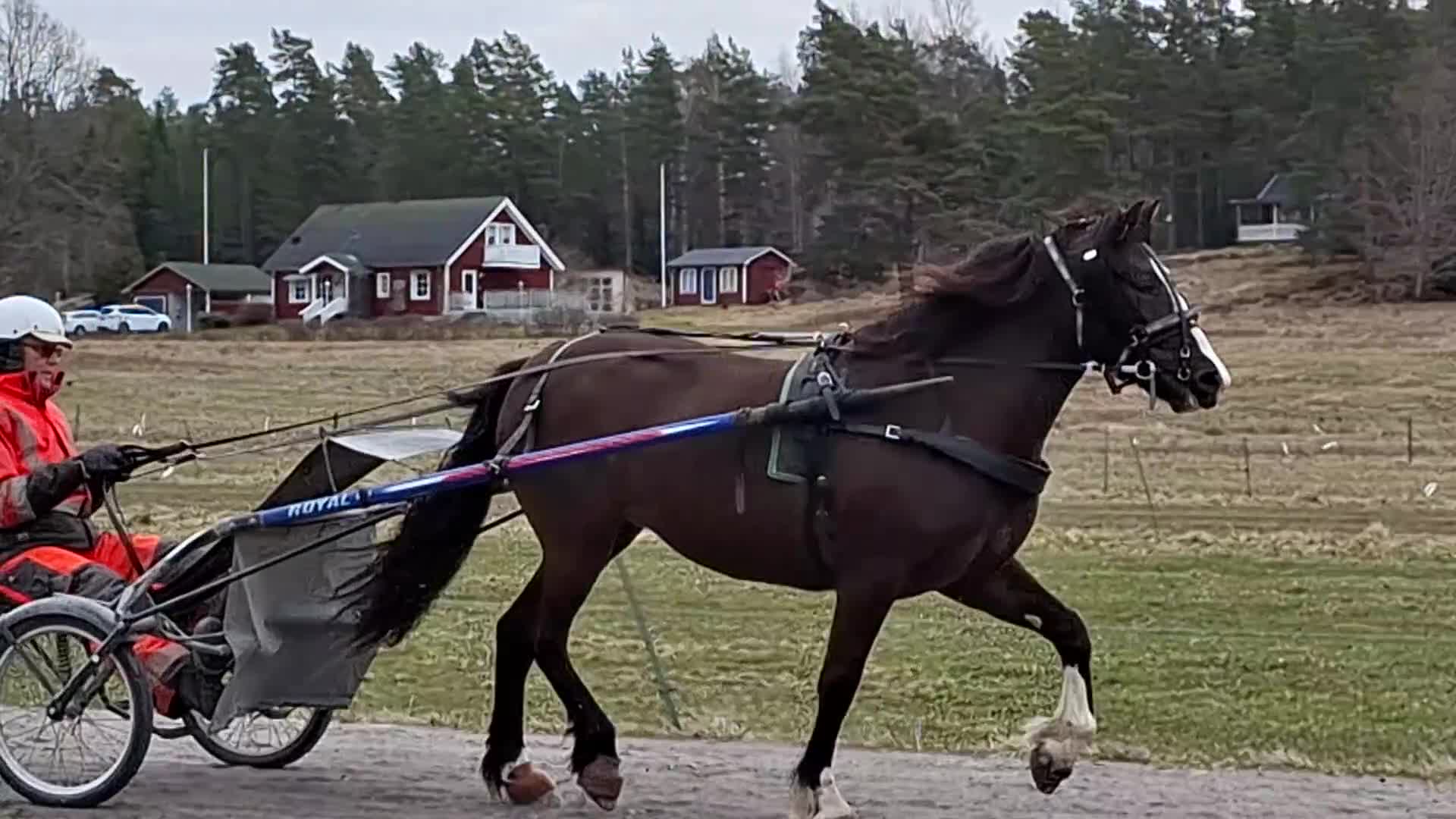 Allround hästar till salu: Travhäst som får bli ridhäst//travhäst 2år - Video 1