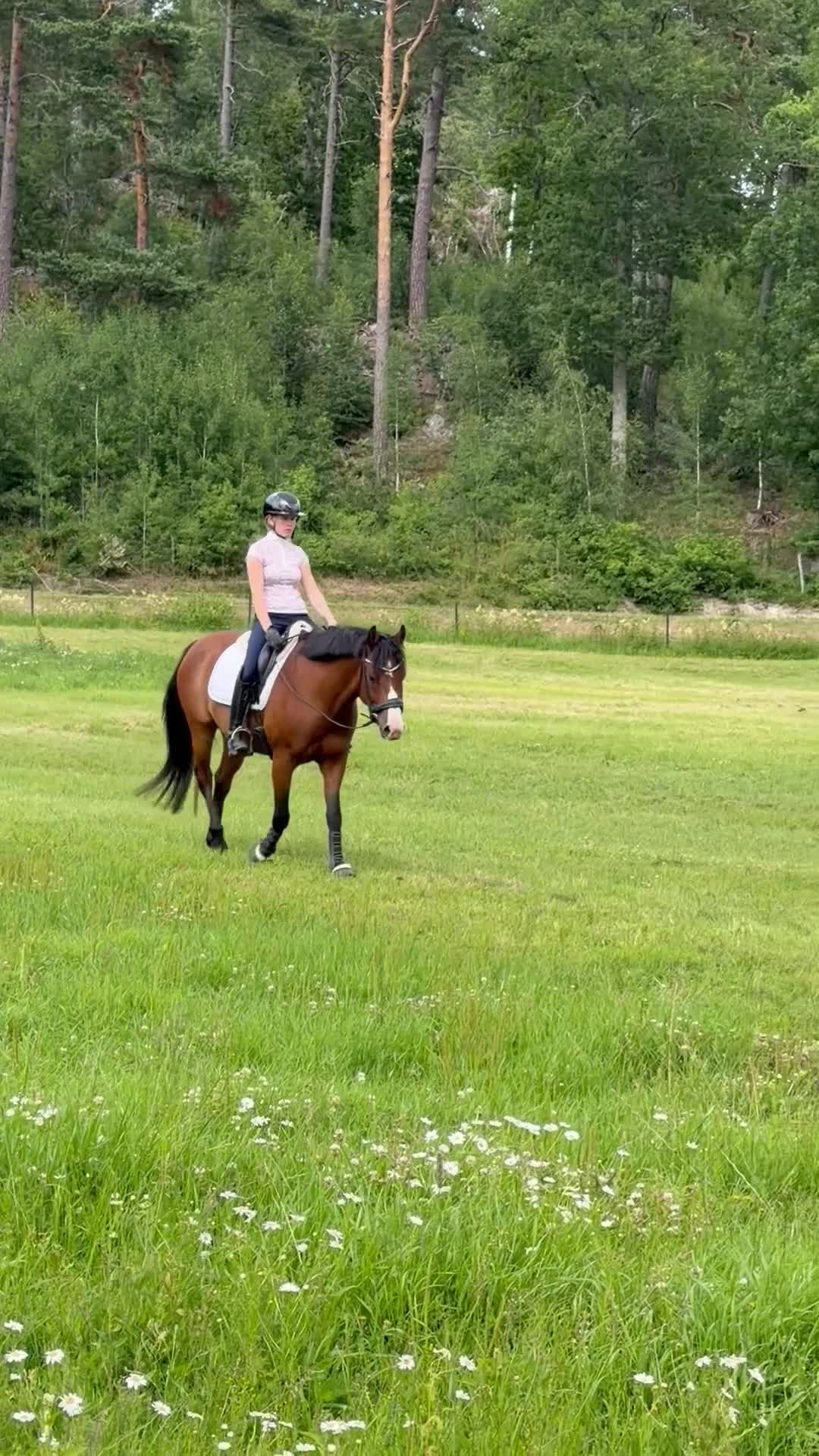 Allround hästar till salu: FEI ponny till salu 🌟 - Video 3