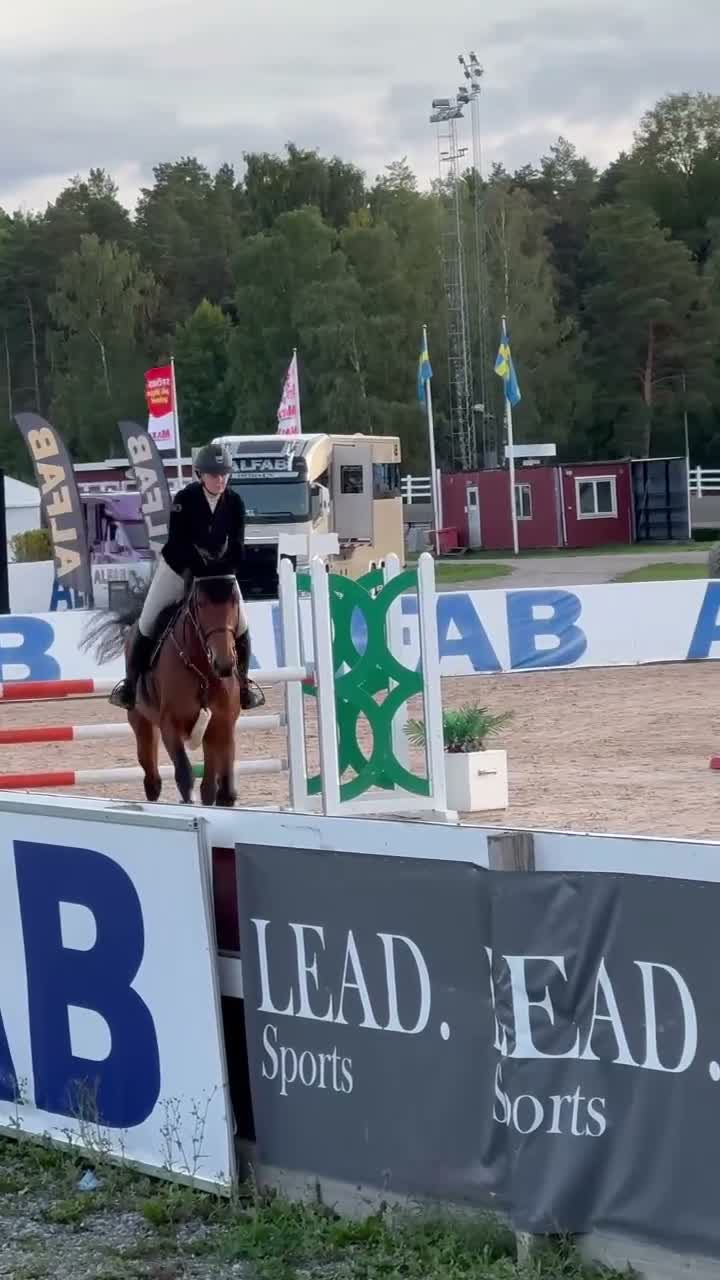 Hoppning hästar till salu: Trevlig hobbyhäst - Video 2