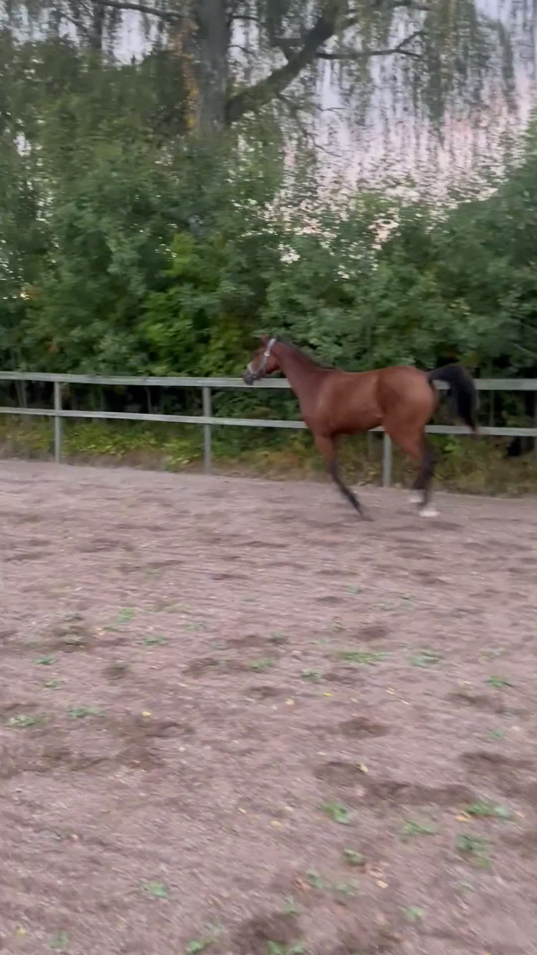 Hoppning hästar till salu: Prissänkt! Piggt och glatt sto -24 i Väring - Video 1