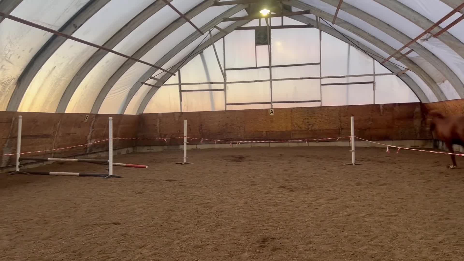 Allround hästar till salu: Ambitiös charmig swb fuxvalack - Video 5