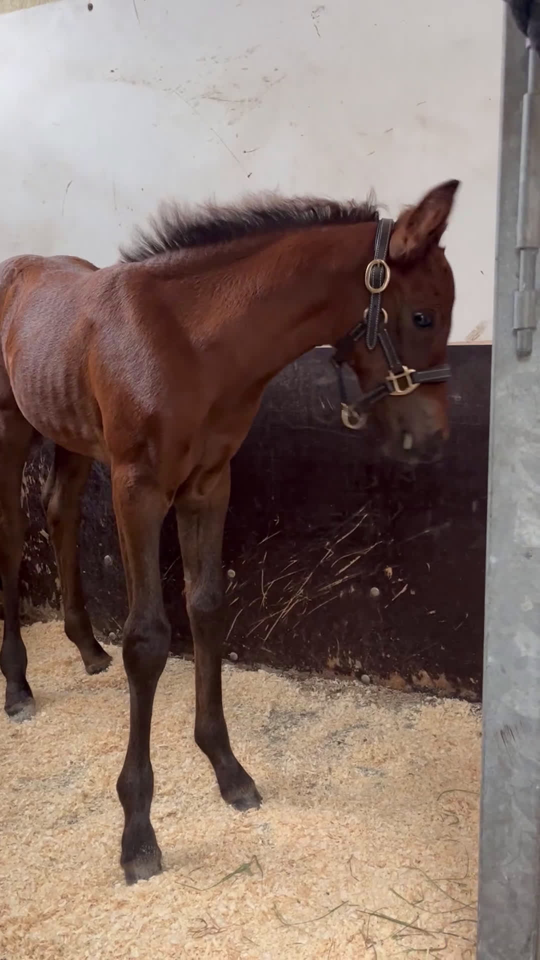 Allround hästar till salu: Charmigt Connemara Stoföl i Svenljunga - Video 1