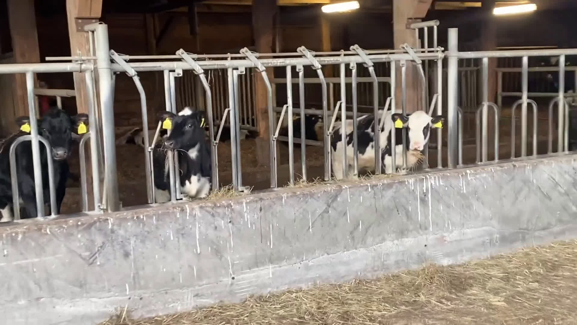 Allround hästar till salu: Barnponny  i Gnesta - Video 1