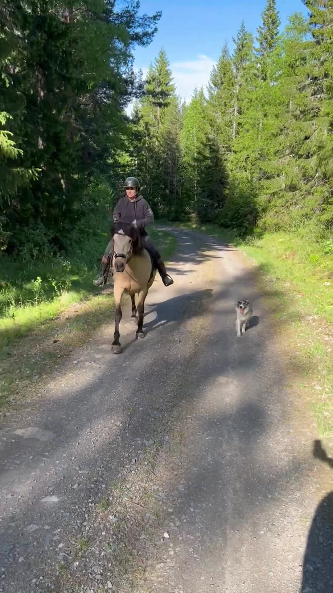 Dressyr hästar till salu: Underbar spansk valack  i Ludvika - Video 2