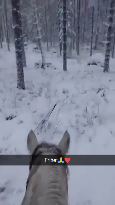 Allround hästar till salu: Min fina prins i Söderala - Video 1