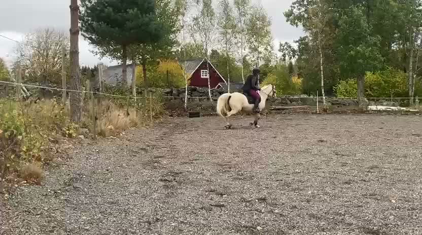 Allround hästar till salu: Fint c-ponnysto - Video 2