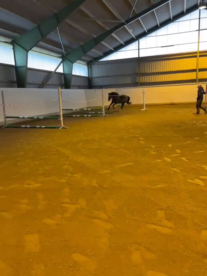 Dressyr hästar till salu: Läromästare för den rutinerade  i Gnesta - Video 1