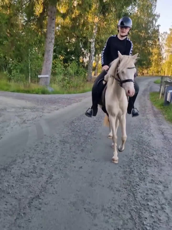 Allround hästar till salu: Framtidsponny med ovanligt färganlag i Åsa - Video 1