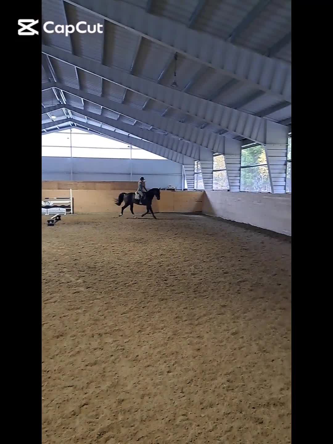 Allround hästar till salu: Trygg träningskompis - Video 1