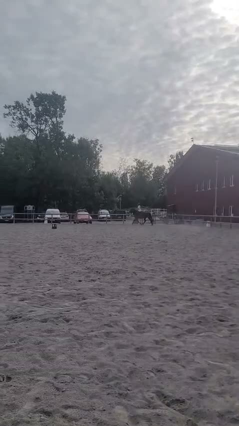 Allround hästar till salu: Social och fartfylld ung dam - Video 2