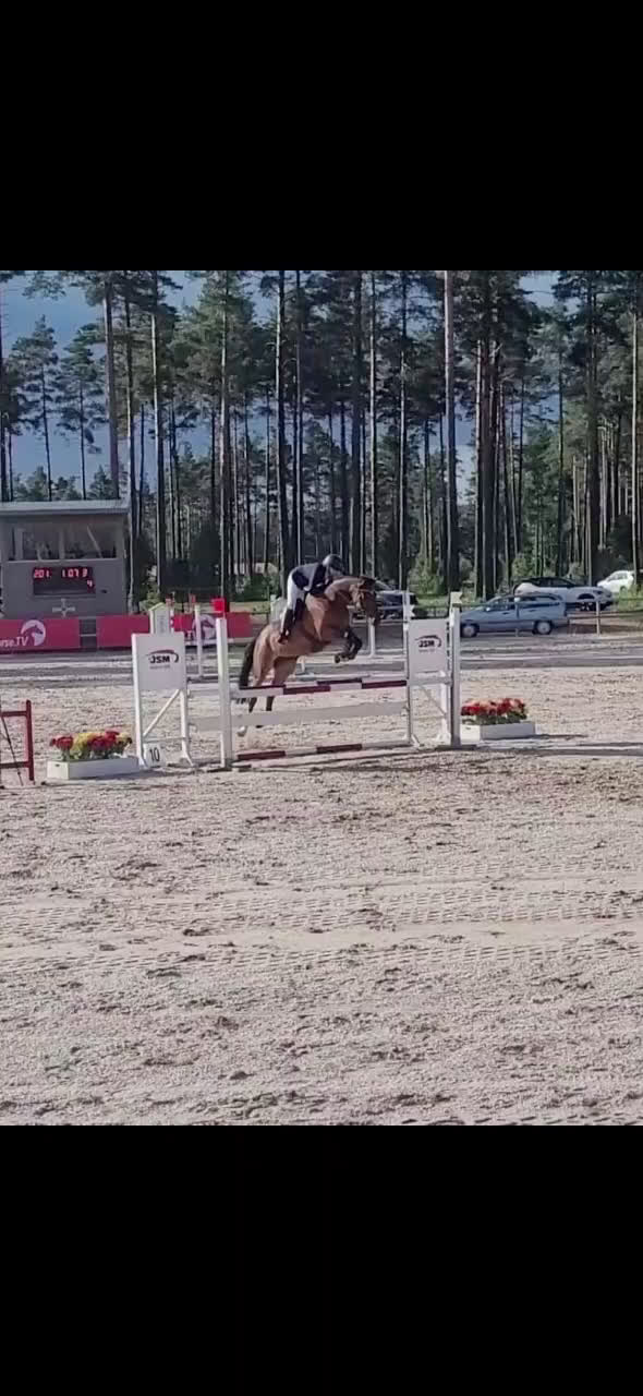 Hoppning hästar till salu: Sto Diarado-Heartbeat i Sundbyberg - Video 1