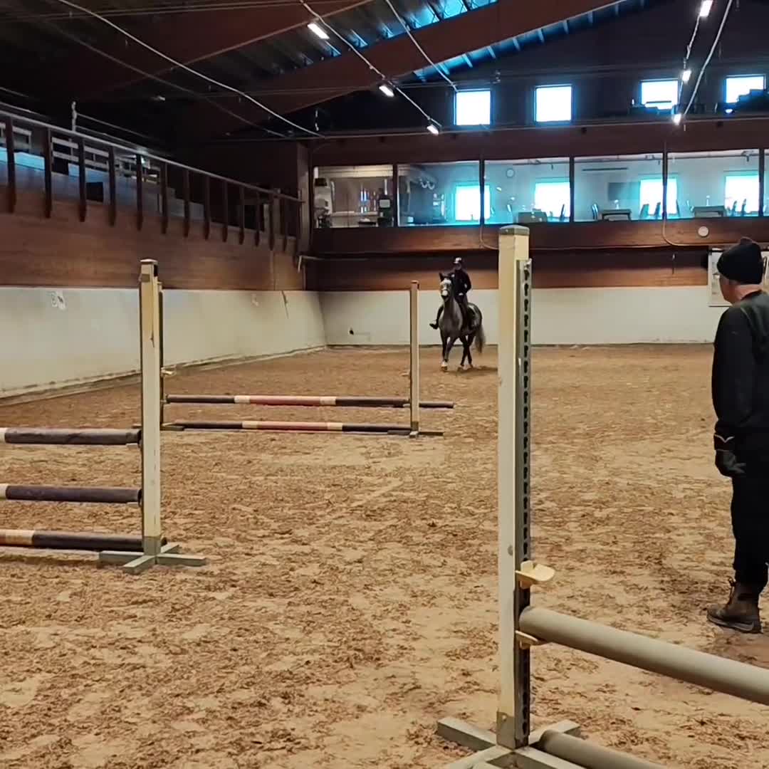 Allround hästar till salu: Diero Lux N-Cardento-Ircomarco, projekt  - Video 1