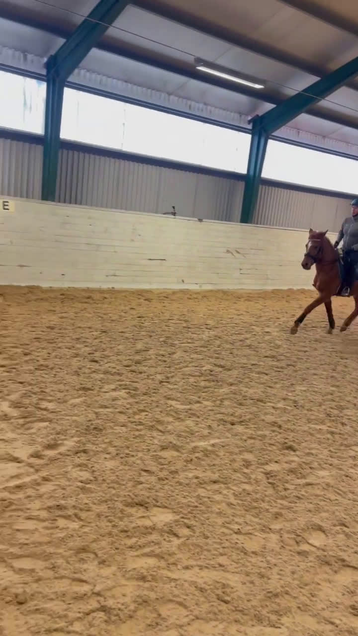 Allround hästar till salu: Ponny med potential - Video 2