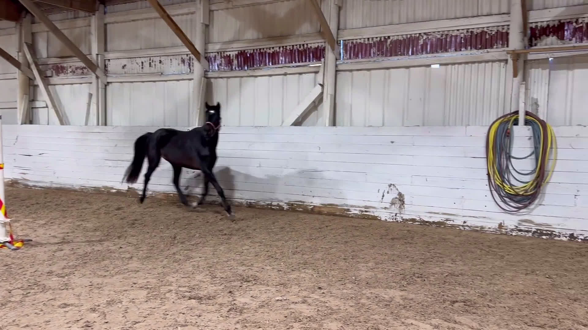 Hoppning hästar till salu: 3åring med super möderne  i Åtvidaberg - Video 1