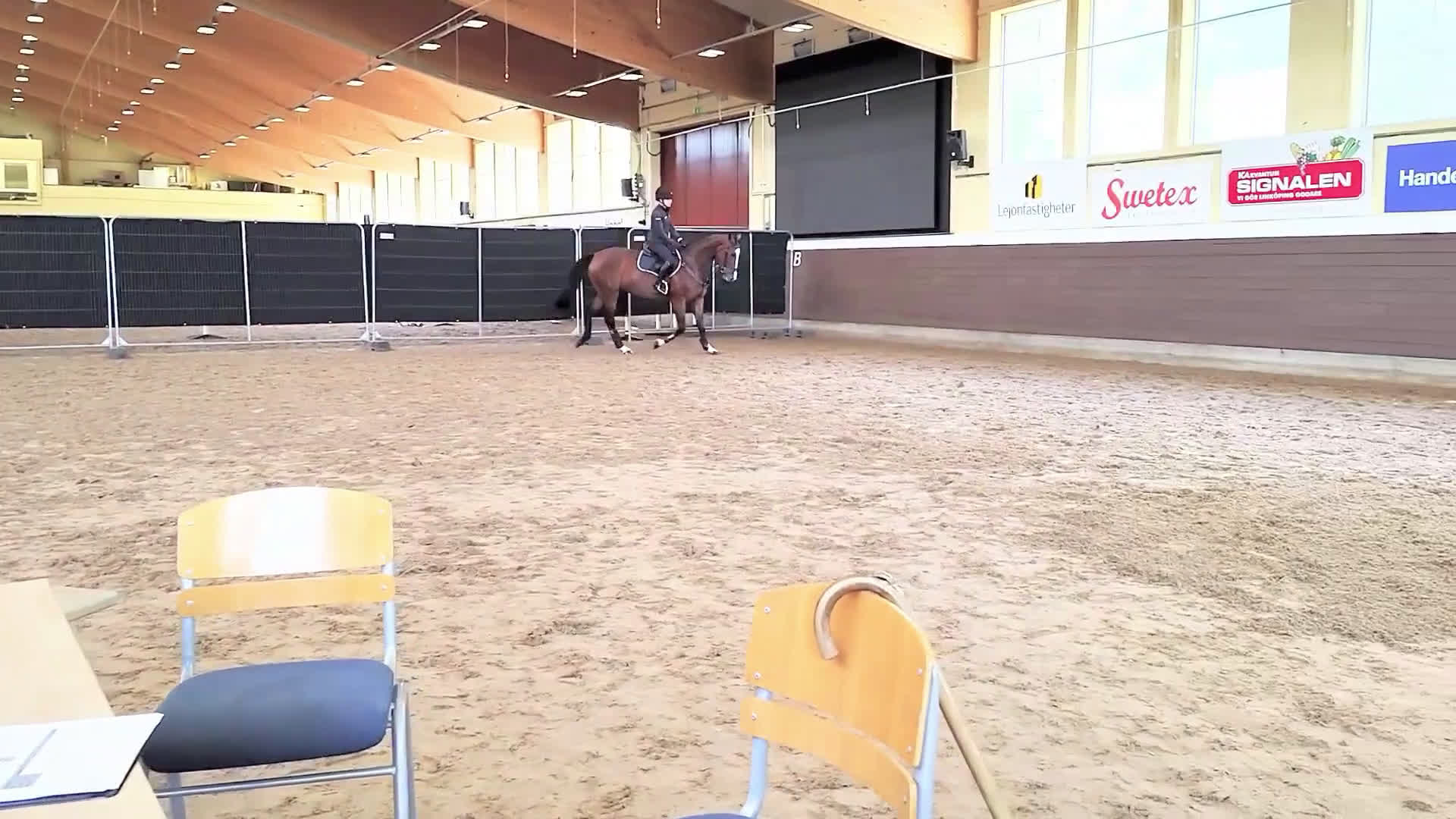 Hoppning hästar till salu: 5-årigt sto med enorm personlighet och potential  - Video 5