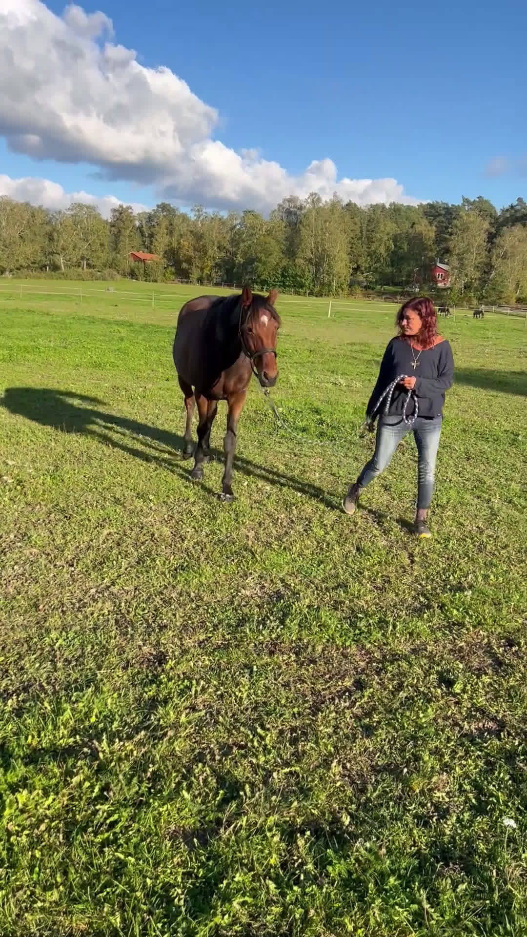 Allround hästar till salu: FANCY RIDE - snäll bästa vän med potential i Adelsö - Video 1