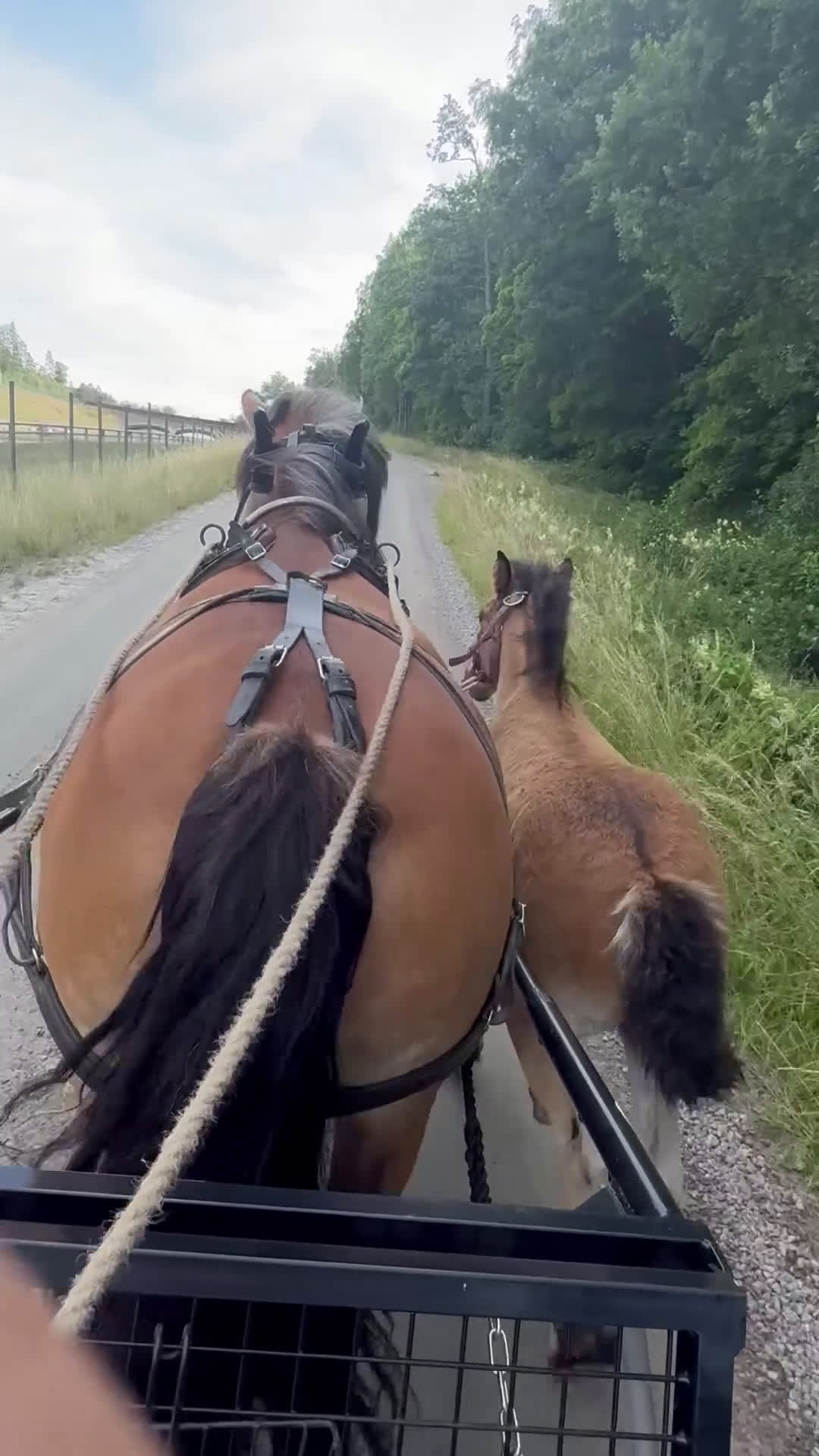 Körning hästar till salu: Dräktigt Elitsto samt Pigall 7 mån i Lilla Edet - Video 2