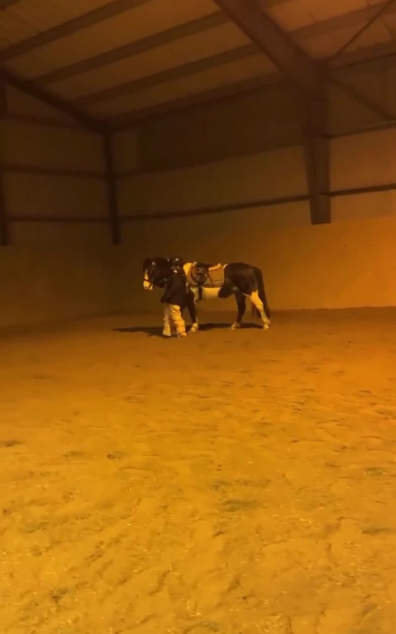 Allround hästar till salu: Lady söker hem med stort hjärta i Ytterby - Video 1