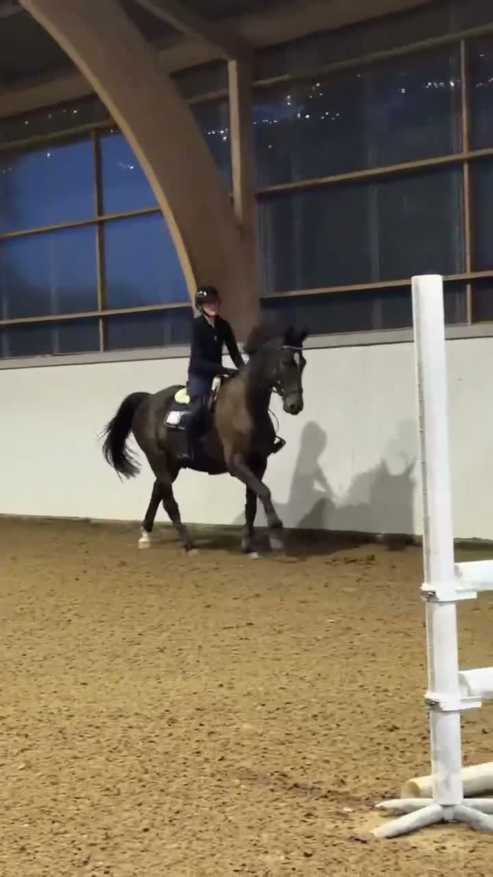 Allround hästar till salu: Trevlig allround valack  - Video 2