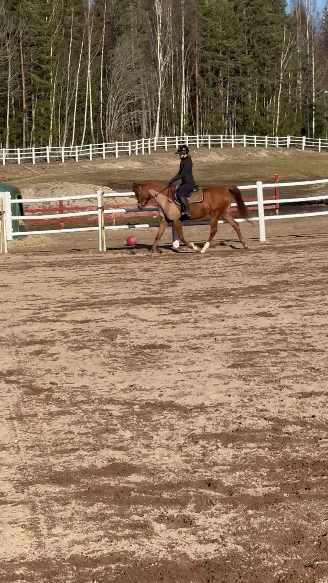 Allround hästar till salu: Din bästa vän & tränings kompis - Video 3