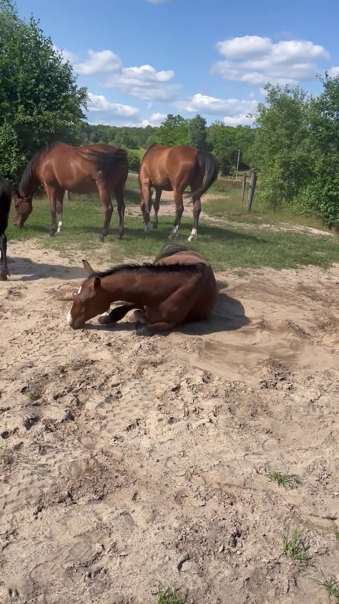 Hoppning hästar till salu: Trevlig 2 årig  - Video 1