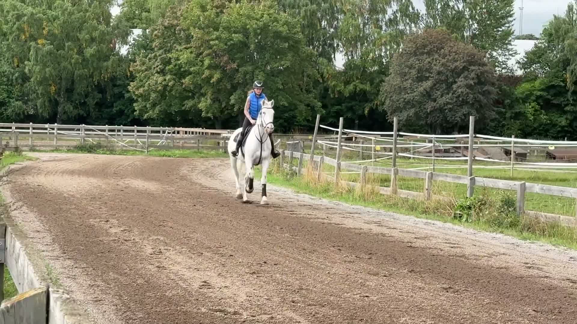 Allround hästar till salu: Super snäll valack  - Video 4