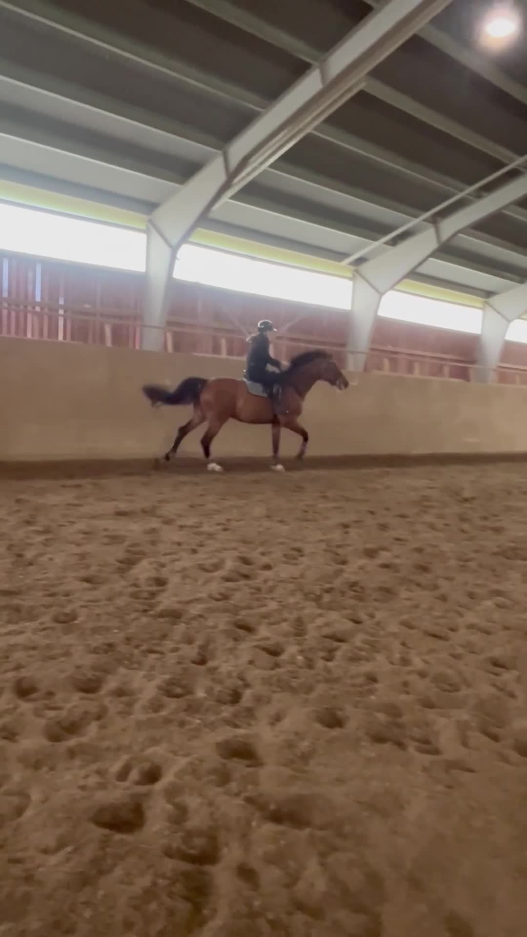 Dressyr hästar till salu: Selektions sto med fin dressyr stam  - Video 4
