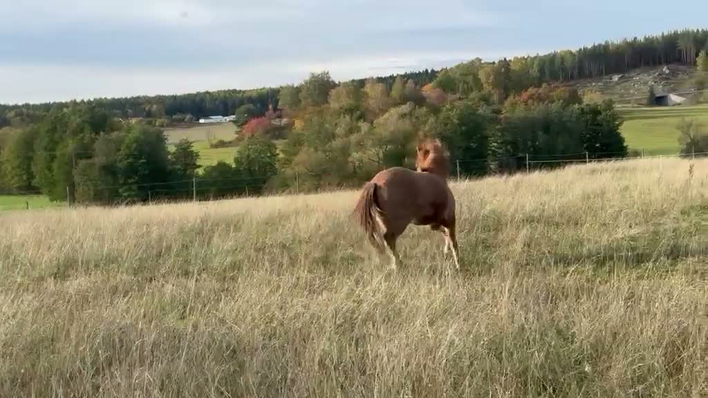 Island hästar till salu: Lovande, mjuk och nyfiken. i Vagnhärad - Video 1
