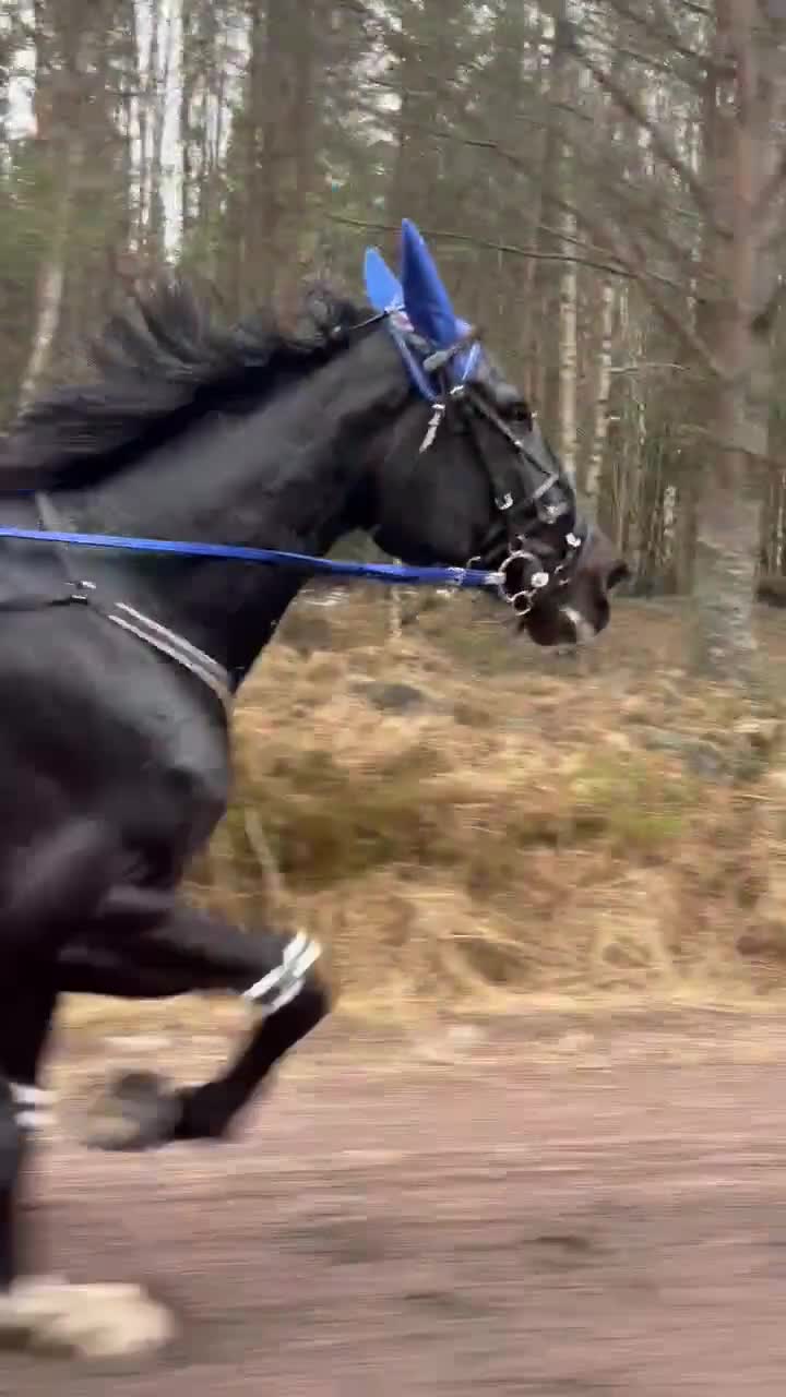 Allround hästar till salu: Trevlig kille för start/ridning eller monté - Video 1