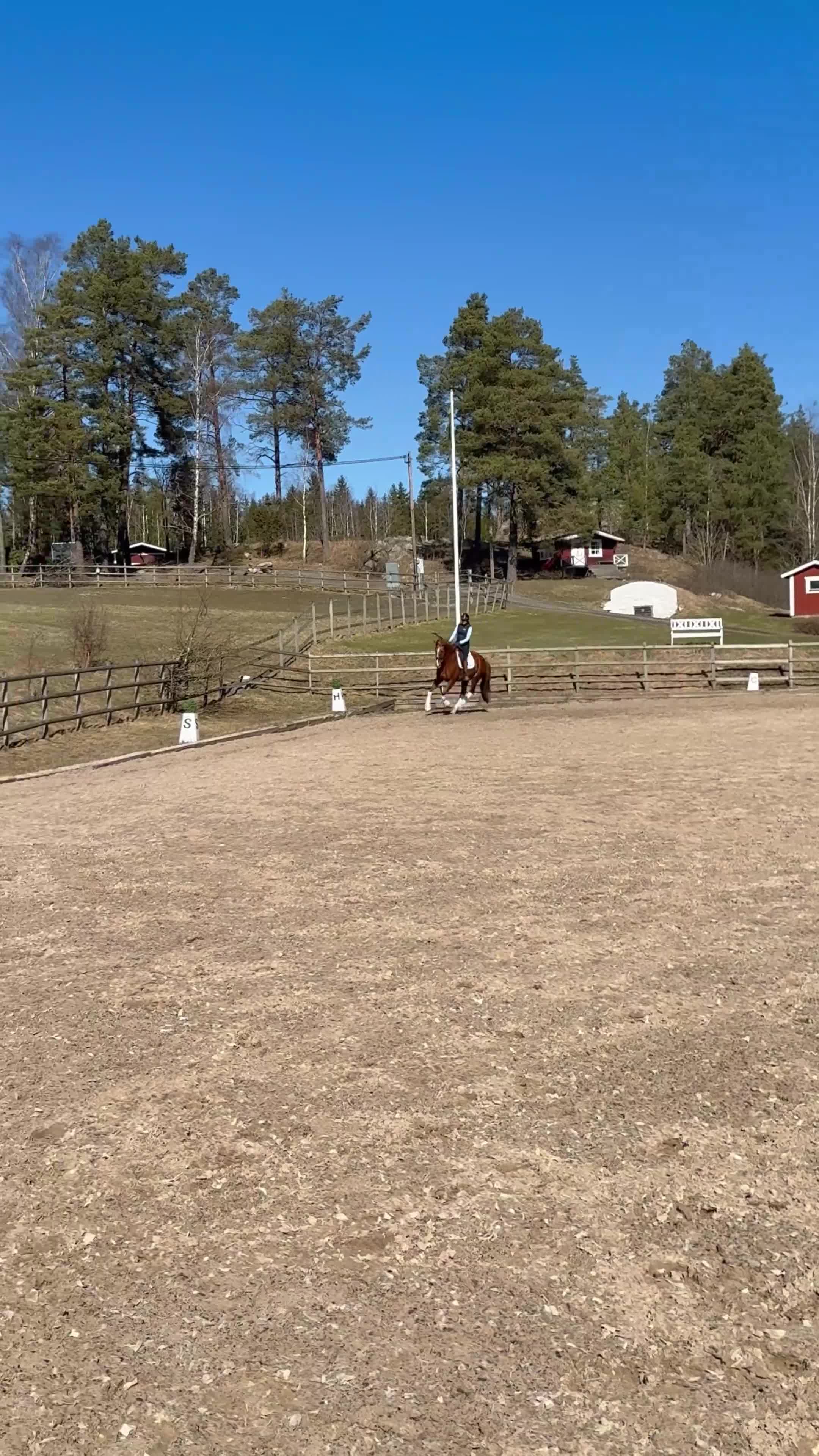 Dressyr hästar till salu: Lovande gångartsgalang med super mentalitet  - Video 2
