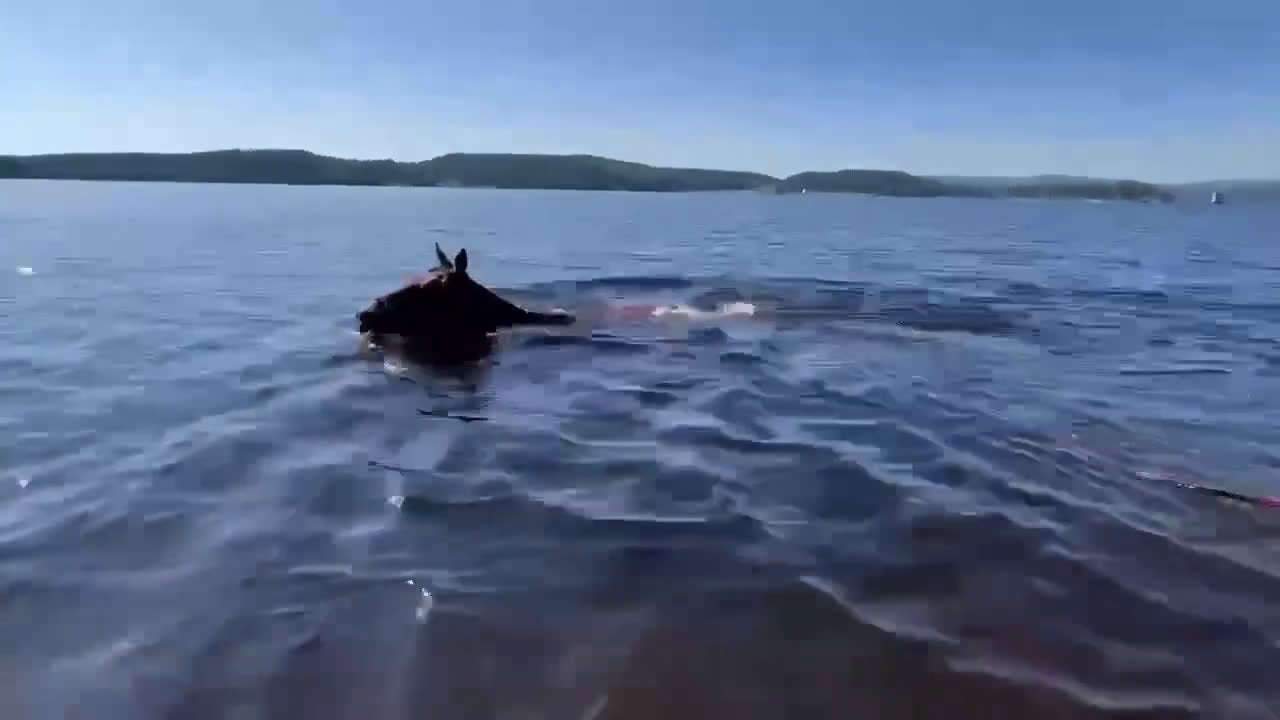 Allround hästar till salu: Fin kille söker nytt hem  - Video 1