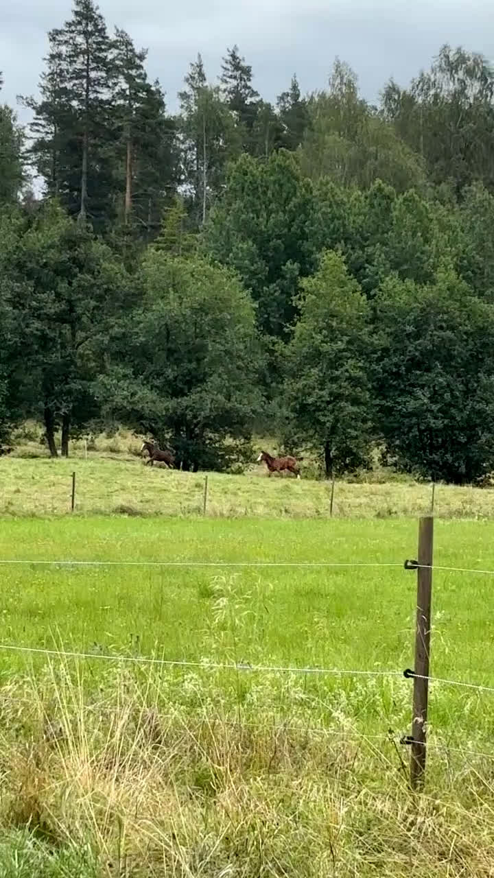 Hoppning hästar till salu: Premiestoföl e. Janeiro de Bieville i Örebro - Video 1