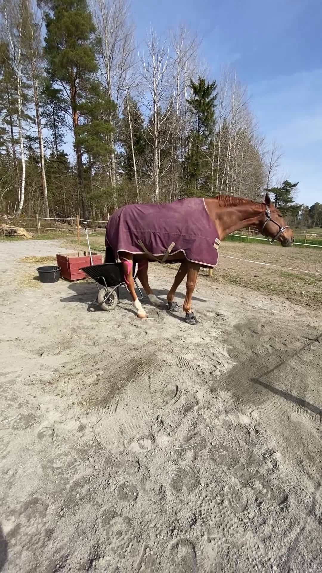 Allround hästar sökes: Ny kompis sökes - Video 1