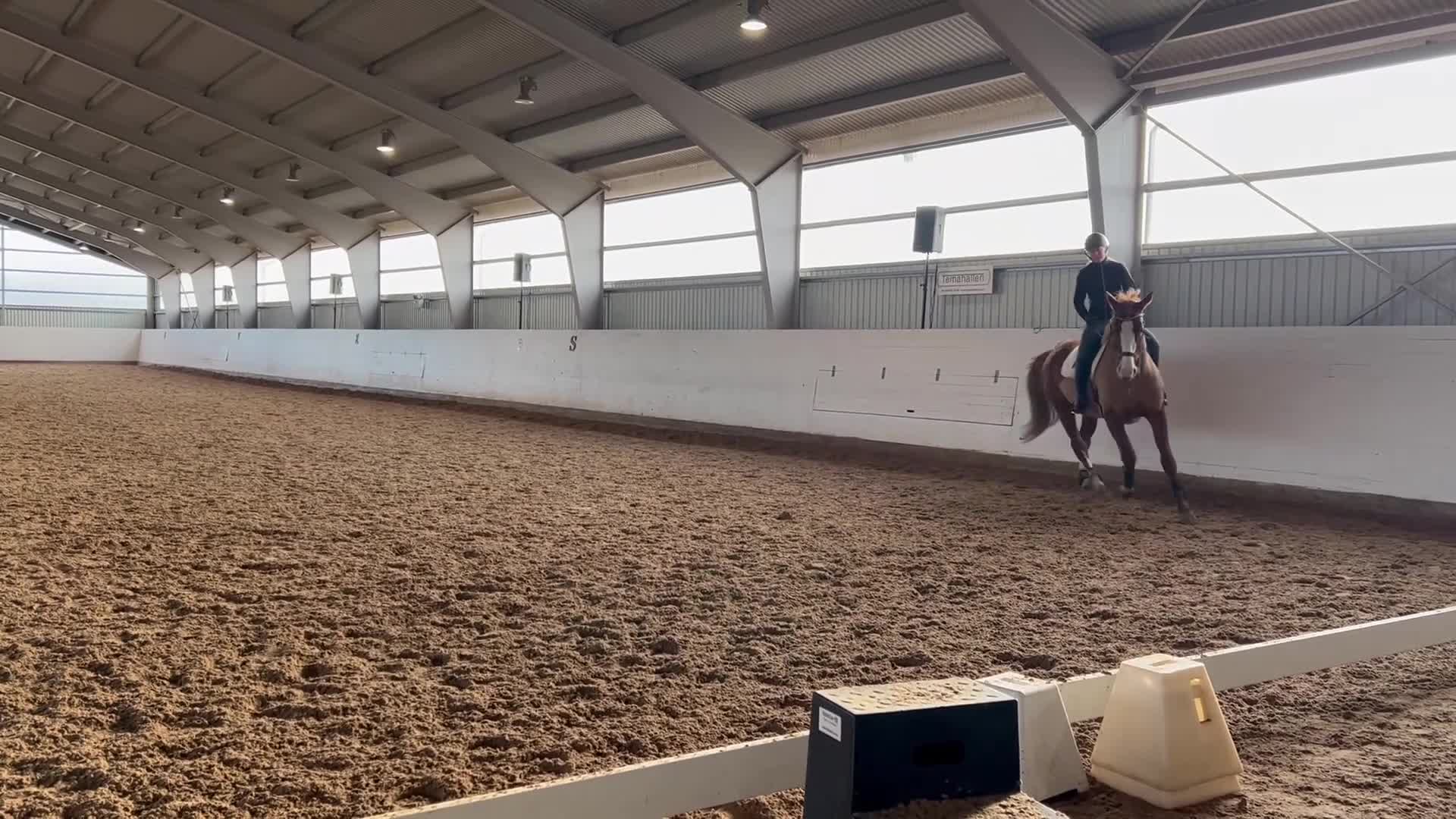 Dressyr hästar till salu: Fuxsto med utstrålning - Video 3