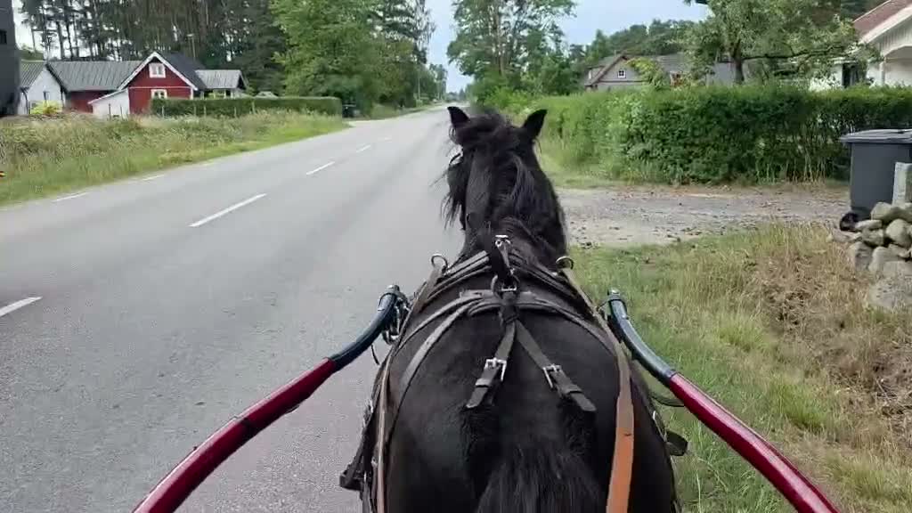 Allround hästar till salu: En riktig kompis - Video 1